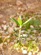 thorny leaves of the plant