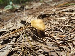Fungus Nature Mushroom
