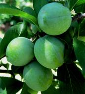 Plums Green Round