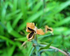 dry brown flower