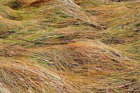 Grass Nature Landscape