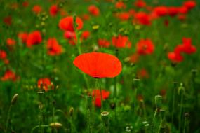 Klatschmohn Poppy Flower Red