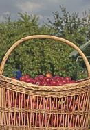 Basket Plum Fresh Fruit