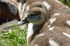 sweet ducklings