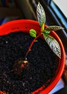 sprout in pot