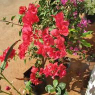 Bougainvillea glabra blooming