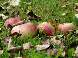 sweet apples on the grass