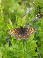 beautiful butterfly wing pattern