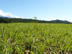 landscape on green leaves