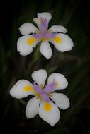 two iris flowers
