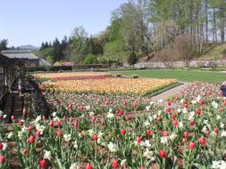 Biltmore Gardens Tulips