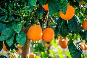 Sweet delicious ripe oranges