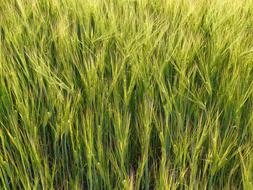 Barley Field Cereals