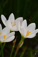 white crocuses