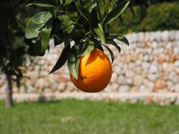 ripe orange fruit