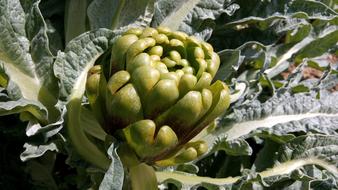 Artichoke Plant Fruit