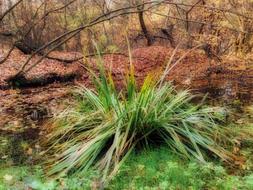 Vegetation Autumn Grass The