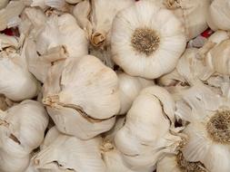 Garlic Sharp Aromatic