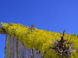 Nature Moss on roof