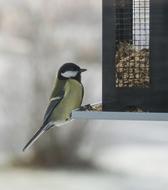 pretty little bird