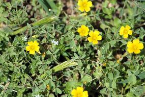 Potentilla acaulis, flowering plants on ground