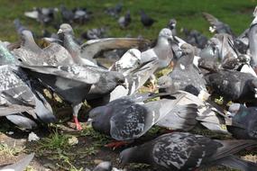 city Pigeons Birds feeding