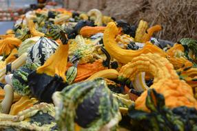 Gourds Fall Autumn