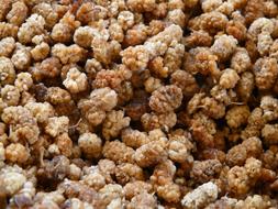 Mulberries Morus Fruits
