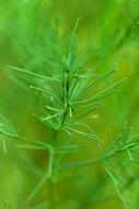 fresh green dill