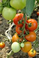 Tomatoes Vegetables Food Red-Green