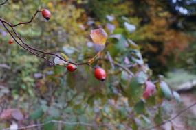 Rose Hip Bush in park