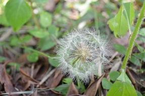 Fluffy white dandelion seeds in summer