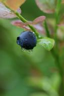 Lonely dark blue berry on a branch