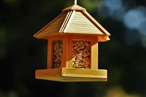 Bird Feeding Birds