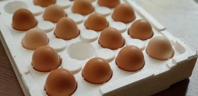 egg crop in box