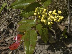 English Holly Plant Bloom