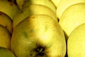 Lots of big yellow apples