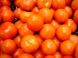 delicious ripe tomatoes