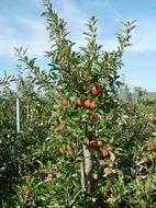 tree with apples in the orchard