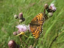 beautiful butterfly on flower
