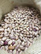 Food Legumes Beans
