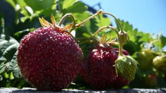 ripe fresh strawberries