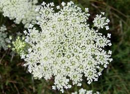 Floral Plants Natural