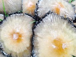 wet mushrooms