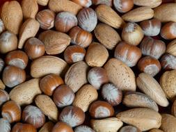 hard nut crop