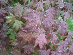 dew on grape leaves