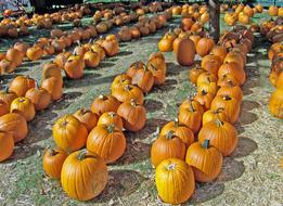 row of pumpkins