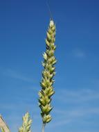 lonely green spike