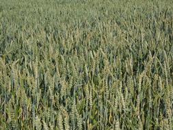 field of corn