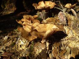 Mushroom Plant Natural